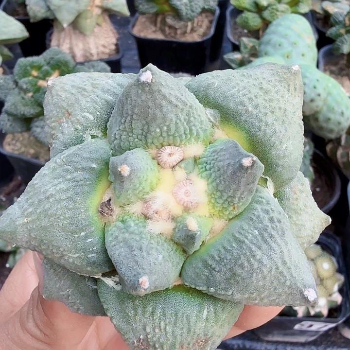 无花朵305勾尤白肌怒涛牡丹