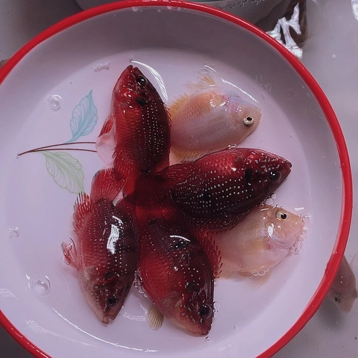 红宝石鱼迷你鹦鹉和血钻红宝石混搭