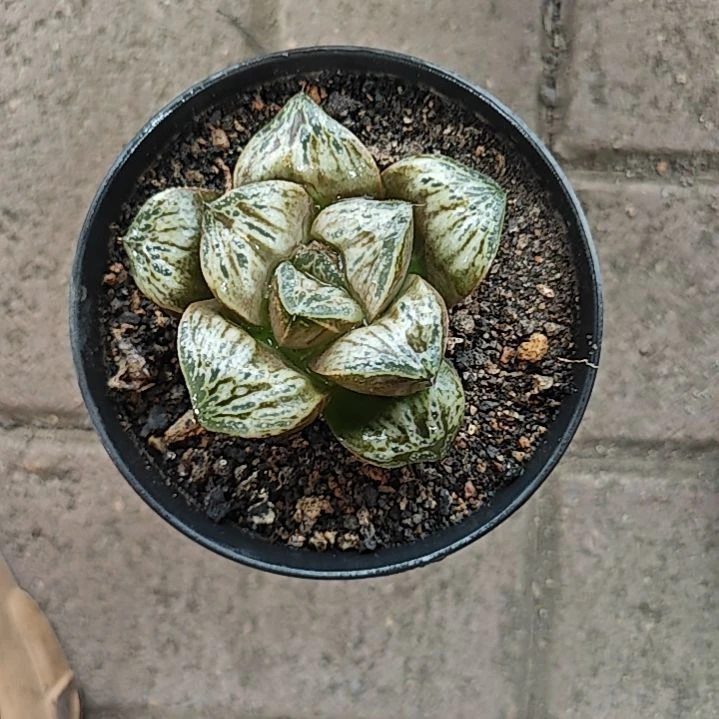 印加玫瑰多肉植物原盆土