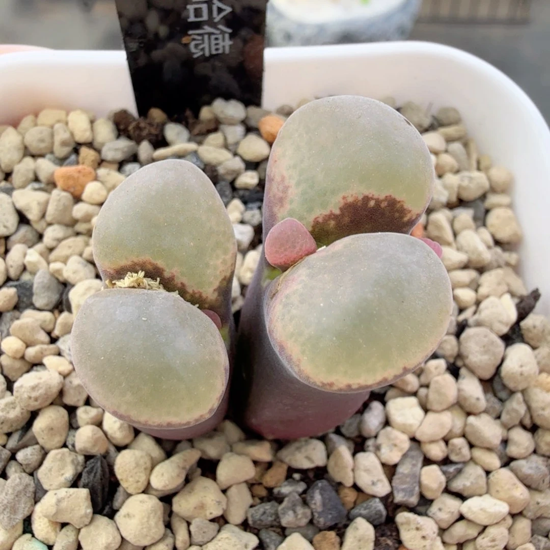 肯哈德风铃 12-17-L11