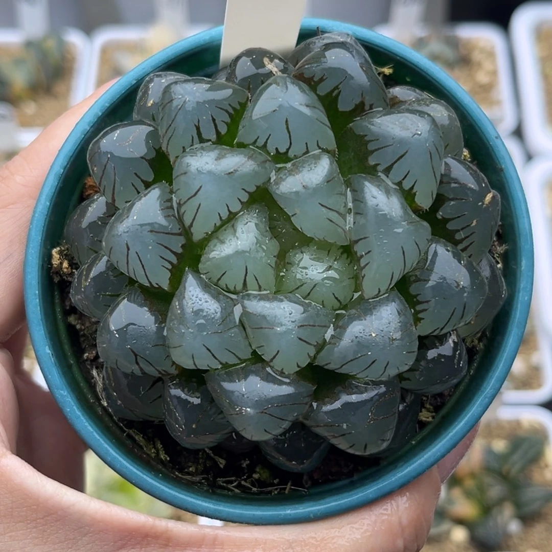 104大冰灯玉露十二卷多肉