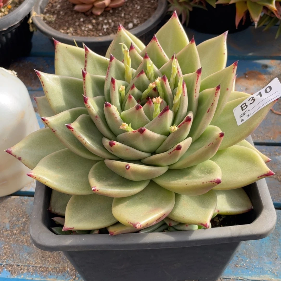 无花朵若茹东云单拍B310