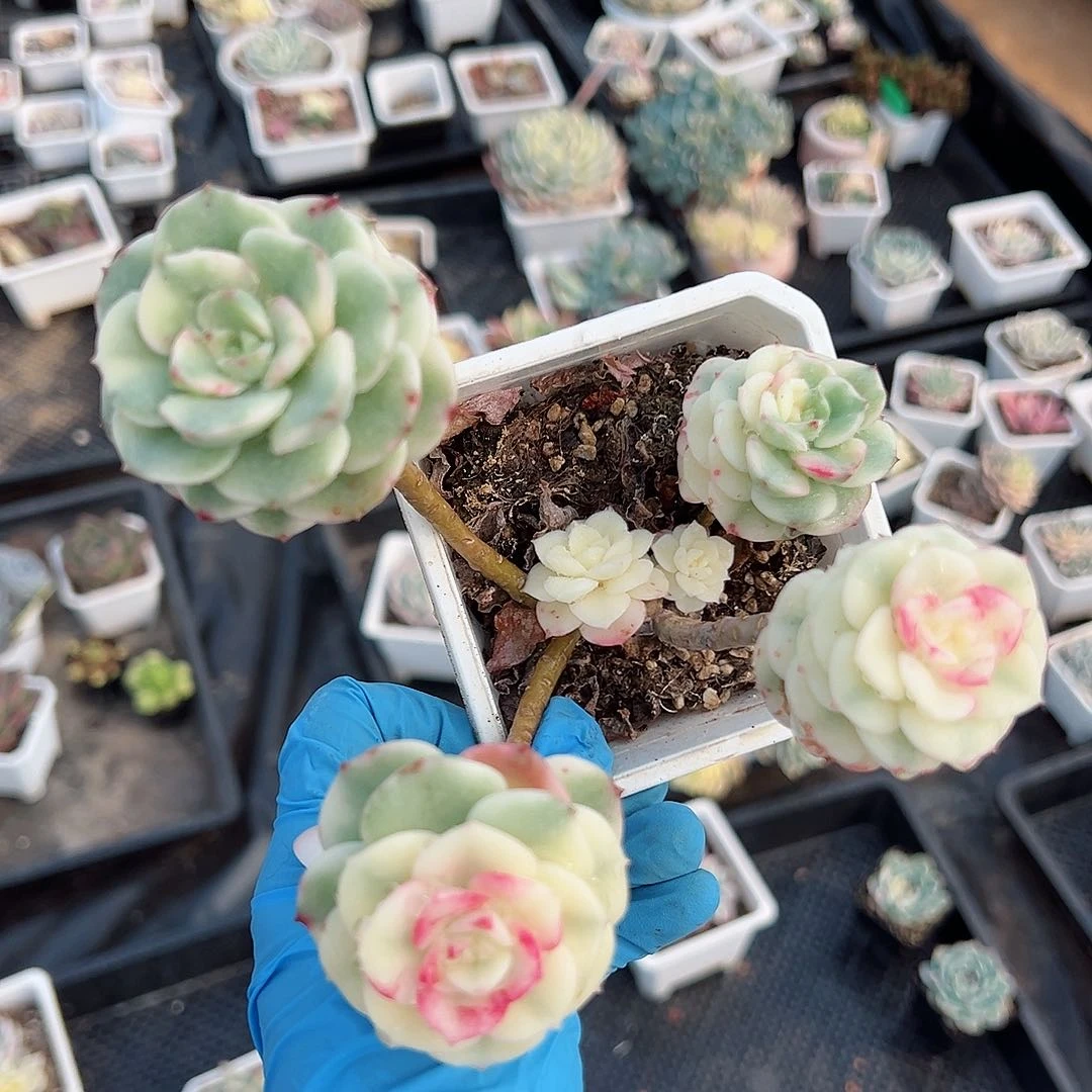 厚叶妮可莎娜锦底座，多肉植物