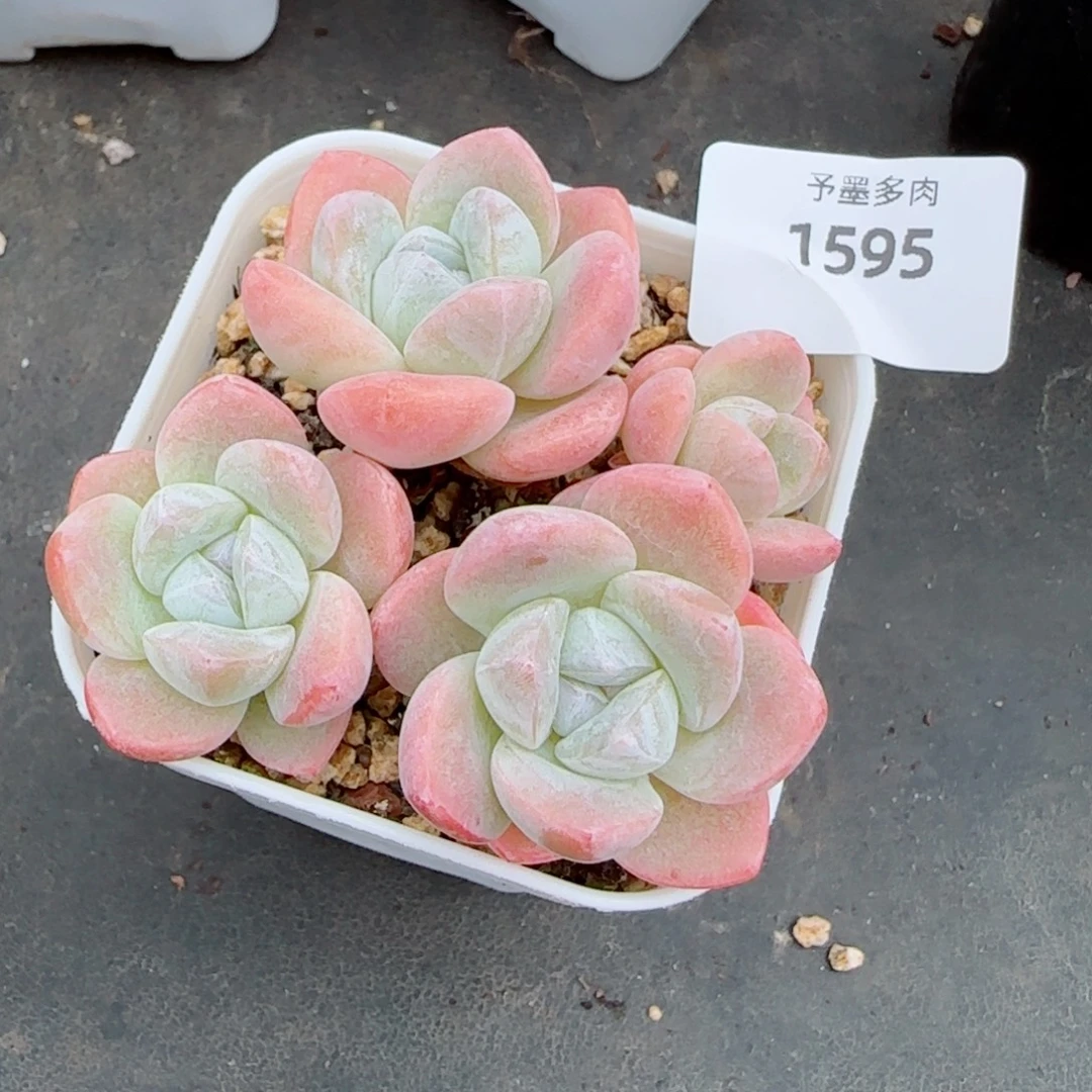 冰玉无砍，1595多肉植物