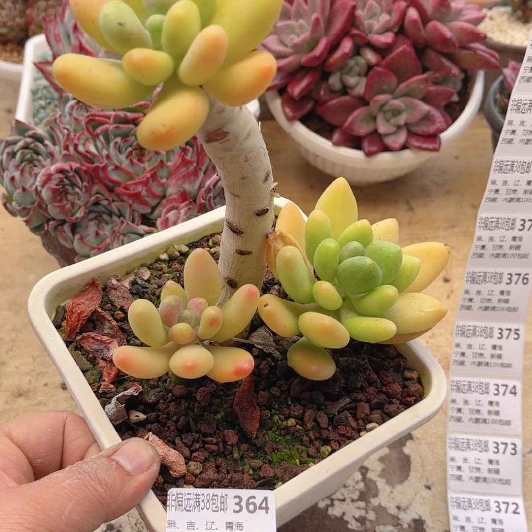 364金婵德华多肉