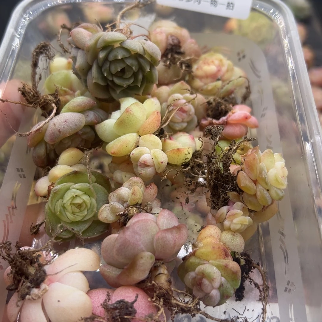 清***砚糖心多肉一物一拍82