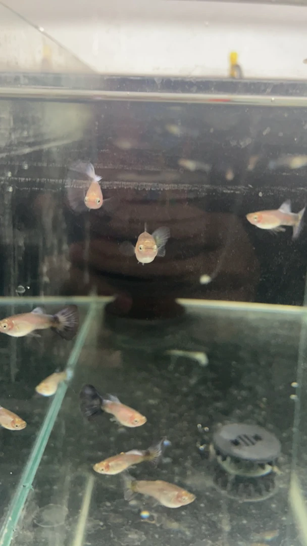 拉朱力紫尾1对入缸不赔付