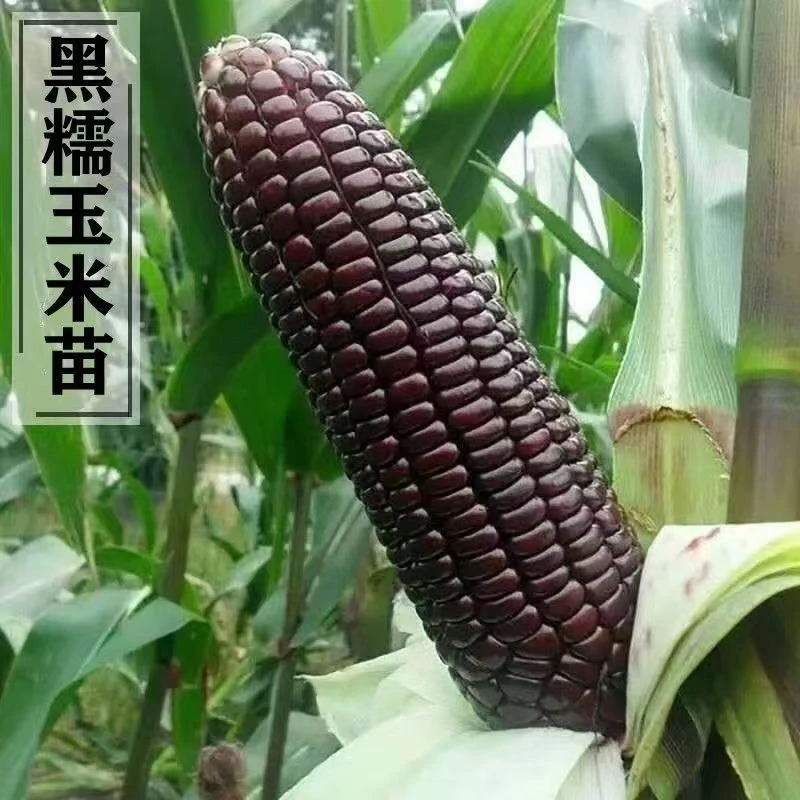 黑糯玉米秧苗超甜早熟