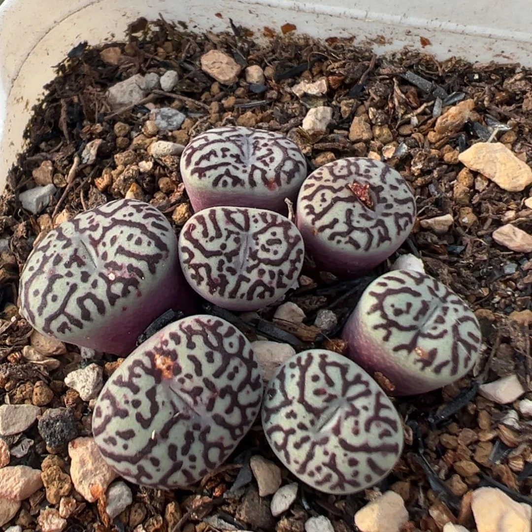 1004多肉植物墨小锥