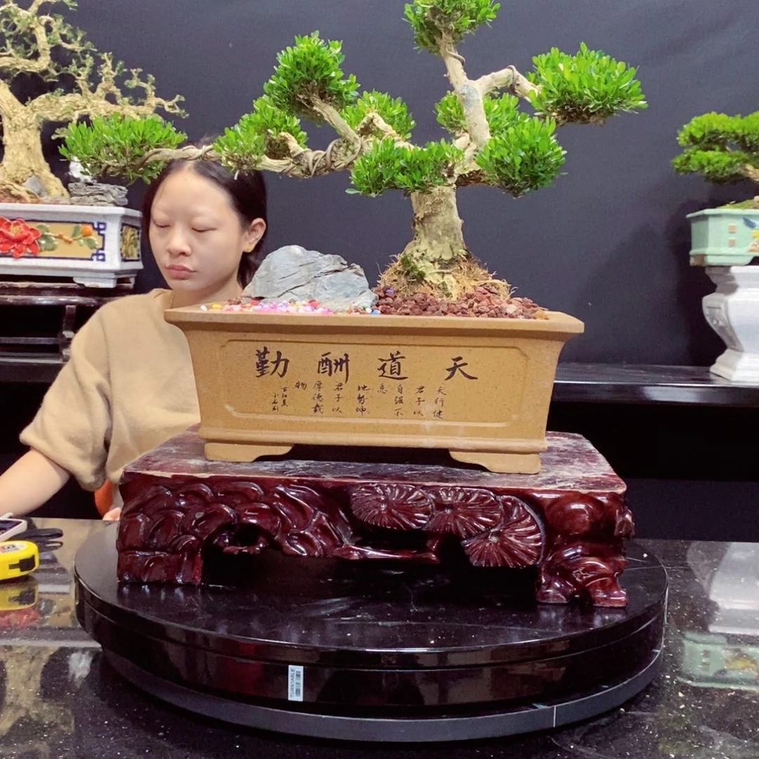 无花朵黄杨盆景园林