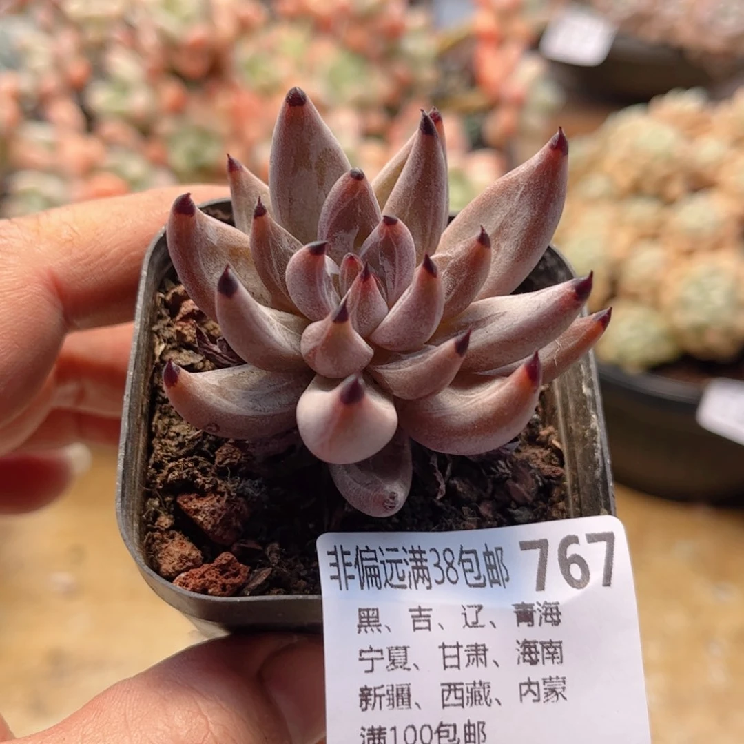 767魔爪德华多肉