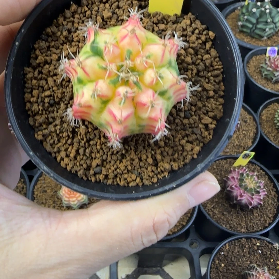 当前无花栽培后可以开花