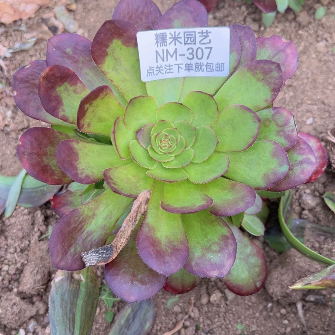 雨荷多肉植物手捧307