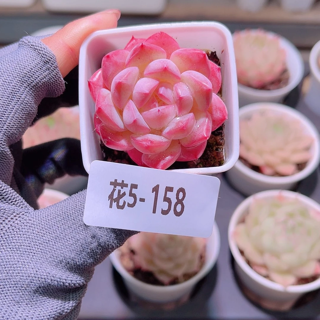 花05-158白桃汽水