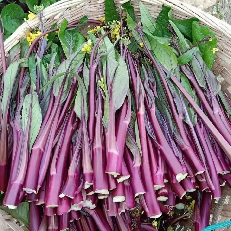 湖南农家红菜苔露天种植紫菜苔红油菜苔当季新鲜农村自种时令蔬菜