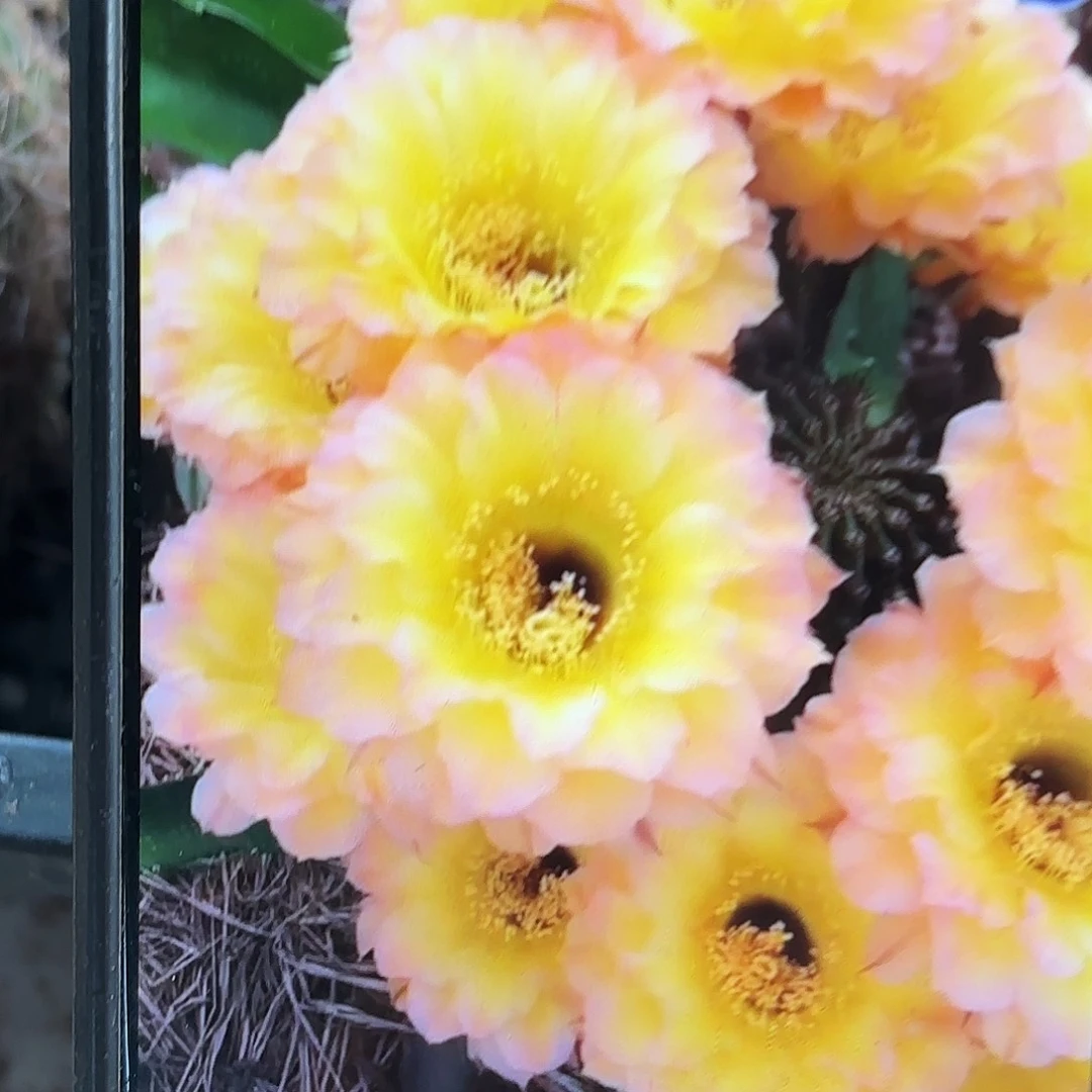 哦天堂彩毛侧牙20包邮仙人球42