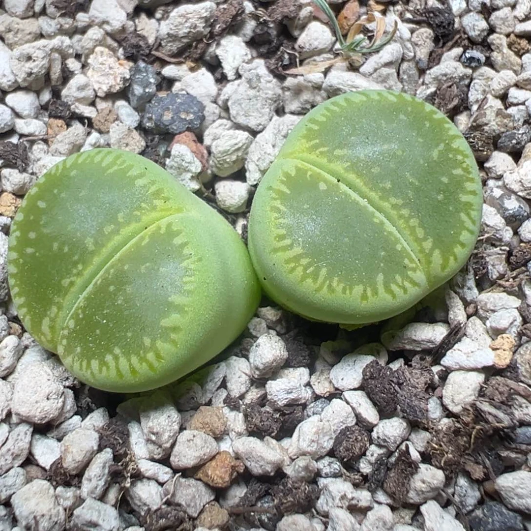 【闪购商品】 758。