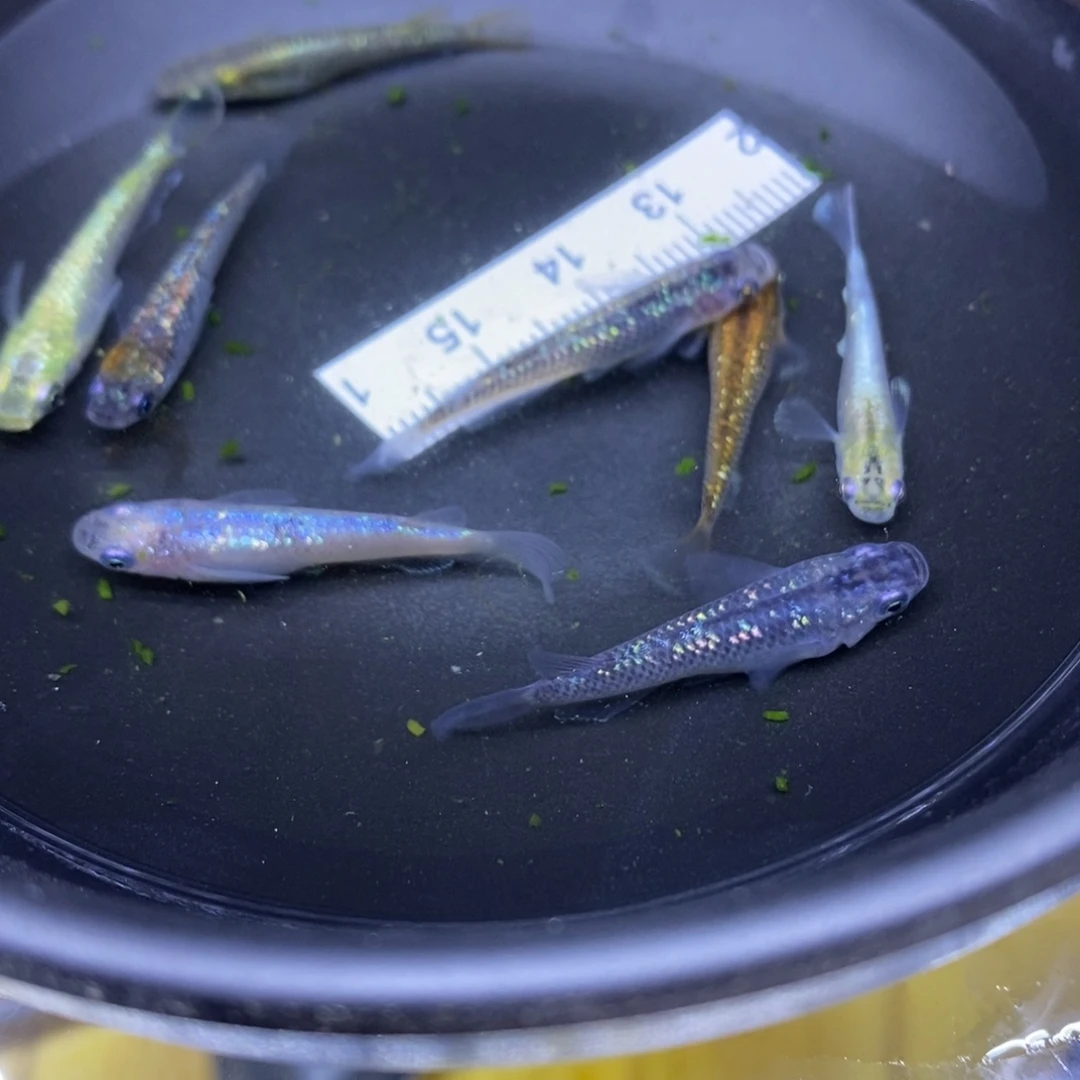 青鳉鱼黄色糖色2号