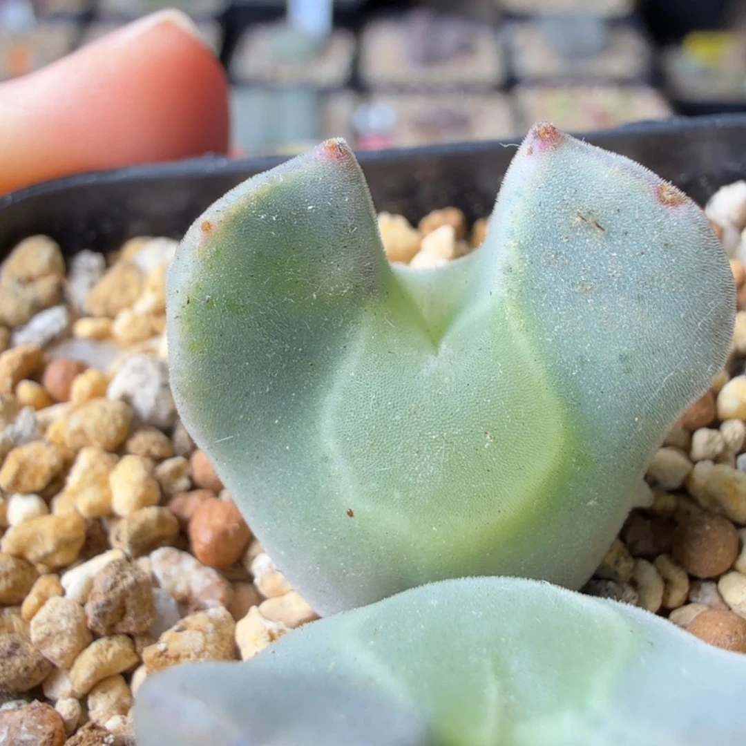 I****?韩国my巨大水滴9-27-c17 iris