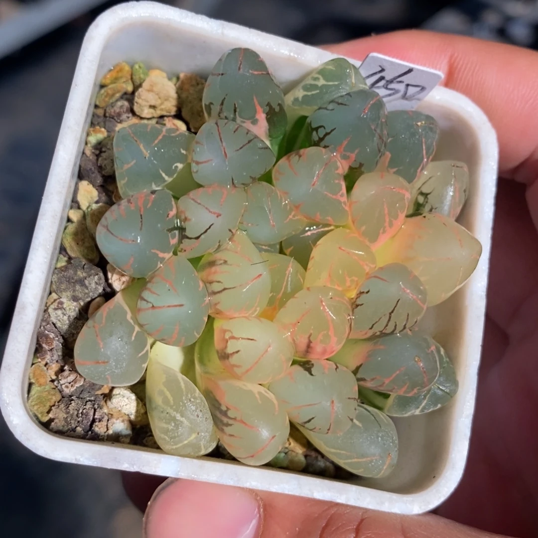 一颗实生糊斑玉露锦。