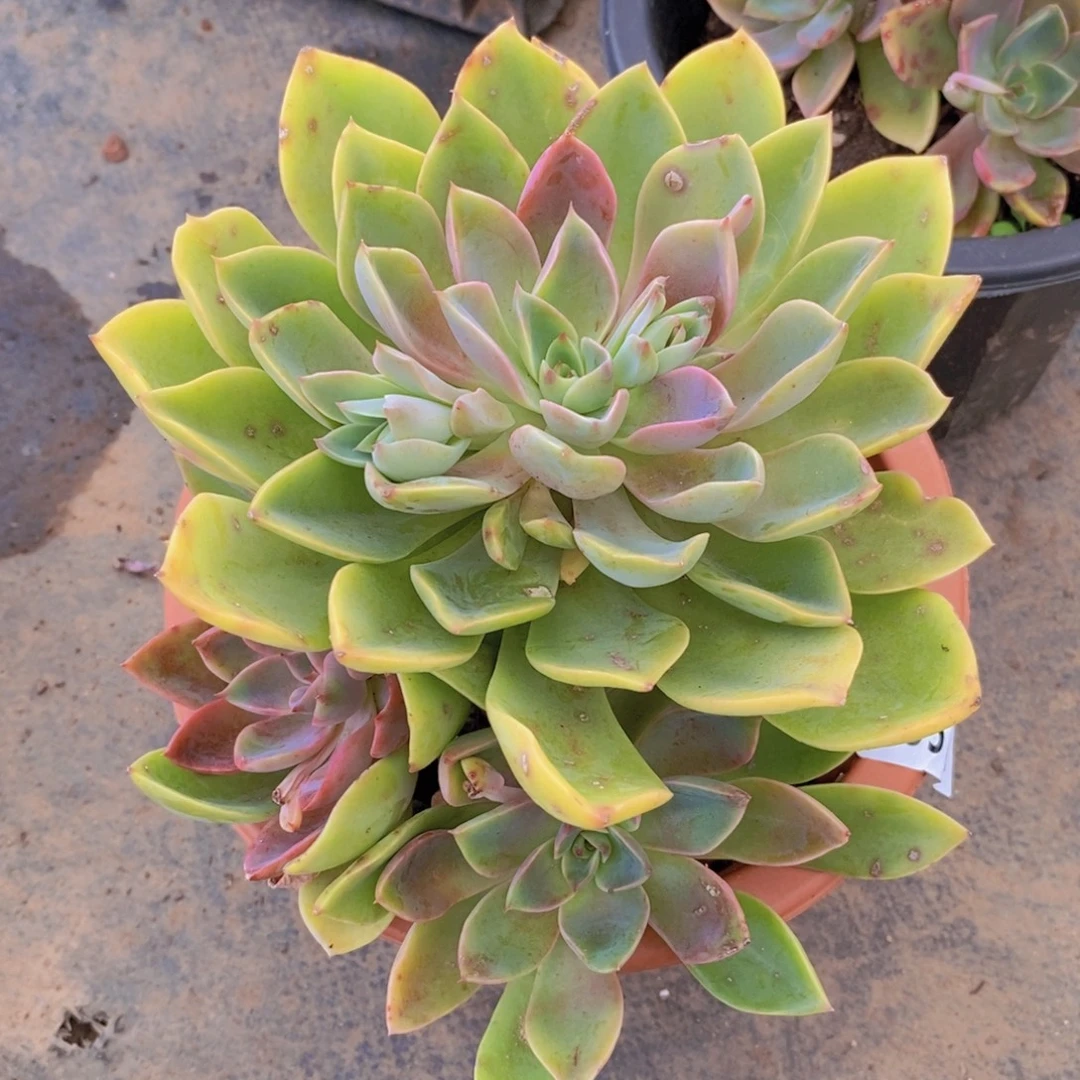 5771紫气东来一物一拍