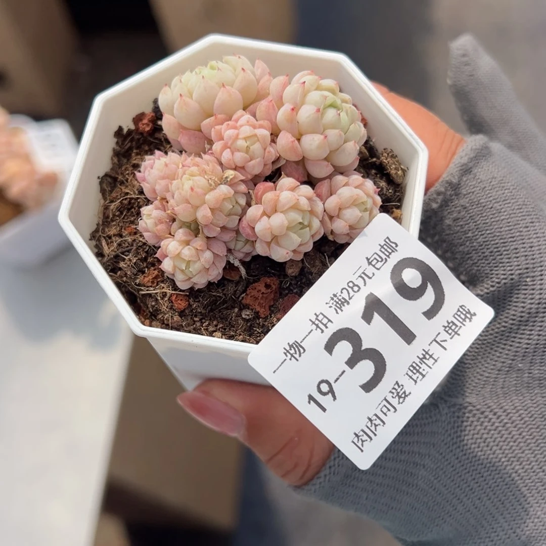 羊脂球多肉多肉多肉多肉