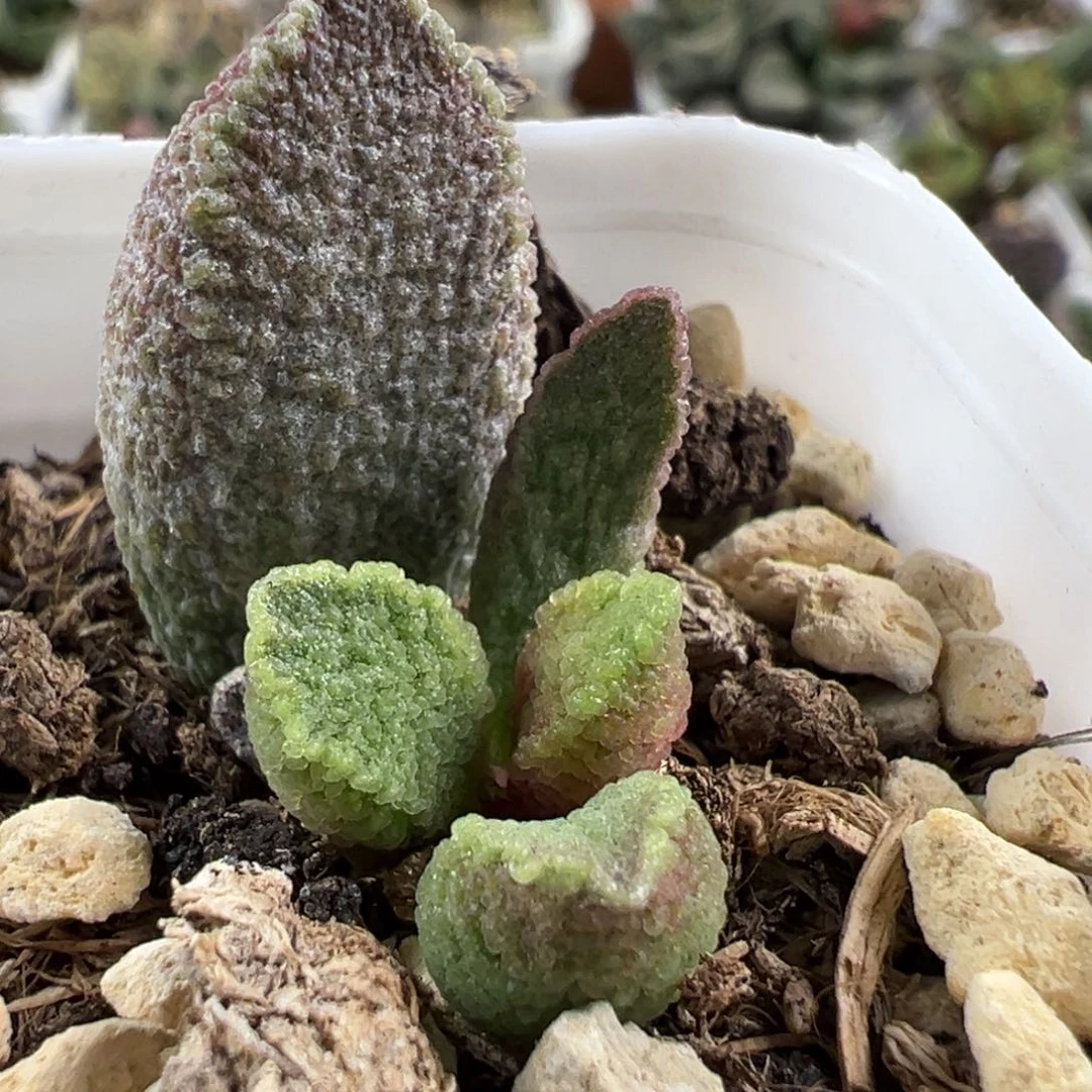 实生新品大苗多肉植物