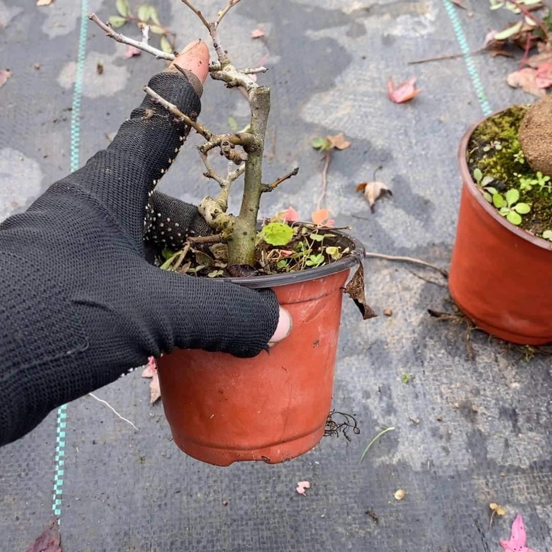 文***章无花朵盆景盆景10