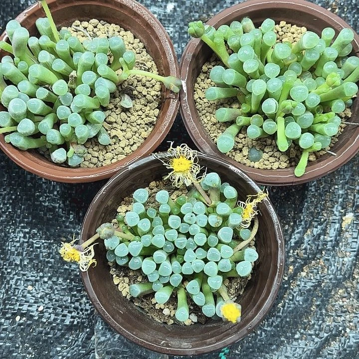 三颗五十玲玉多肉植物