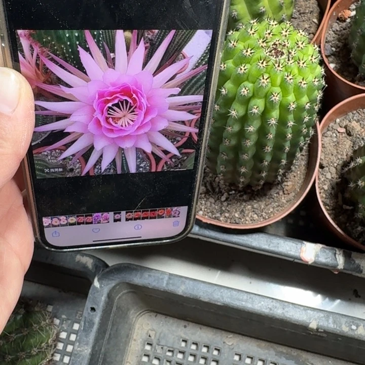 250毛花柱佛拉门戈根脱土发货10公分左右