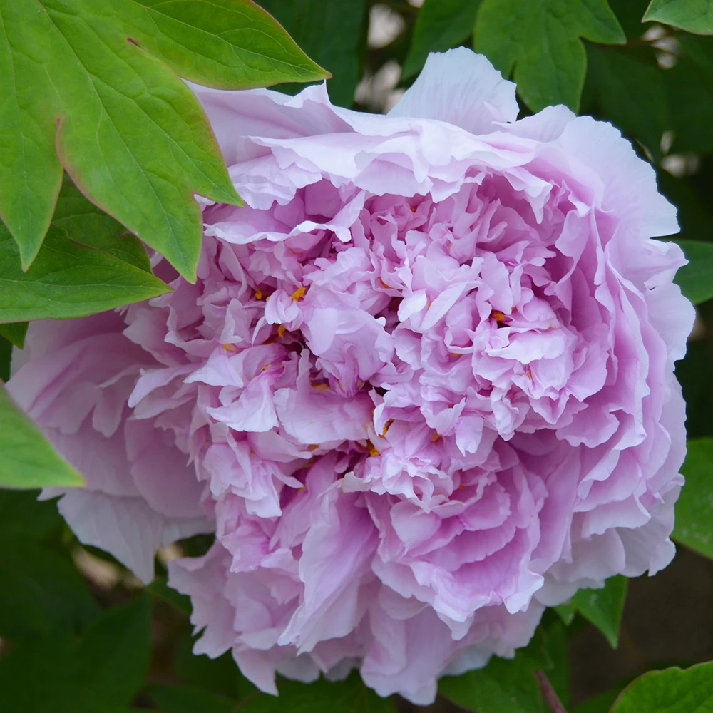 （雨后风光）牡丹花苗山东基地直发牡丹花盆栽