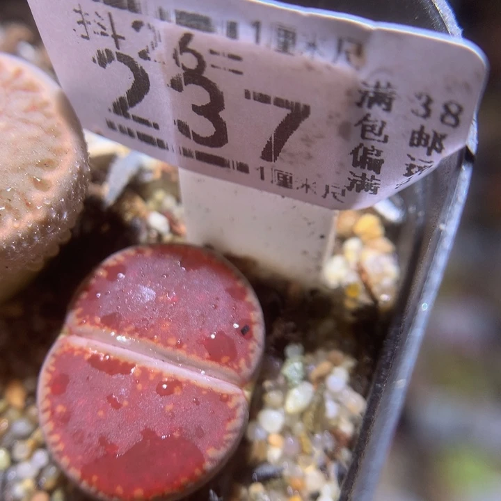 精品生石花26.237