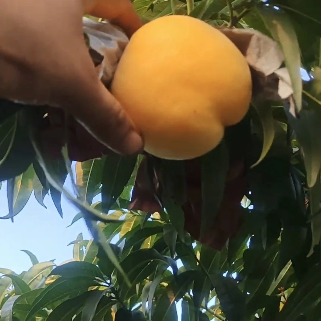 超甜黄金丰农用物资表现