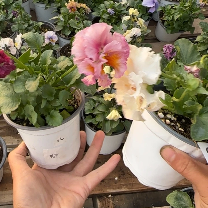 山***饰无花朵L765两棵小苗低于零下5勿拍