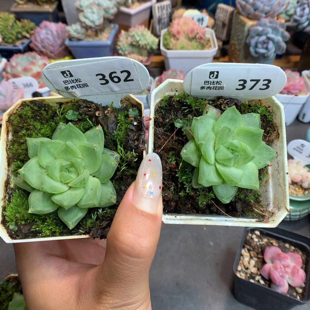 心***向362-373罗西亚多肉植物