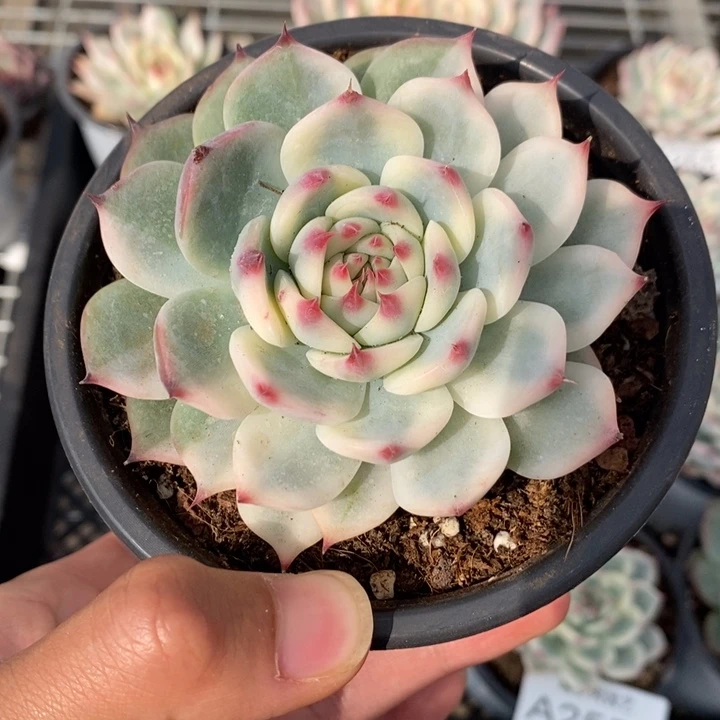 吉娃娃锦多肉植物A2562