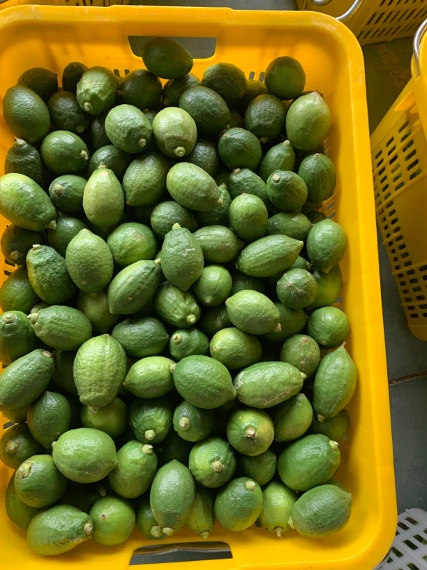 广东香水柠檬2级果无籽爆香奶茶店手打柠檬茶专用果园批发现摘