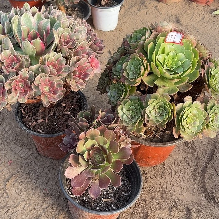 177多肉植物组合，