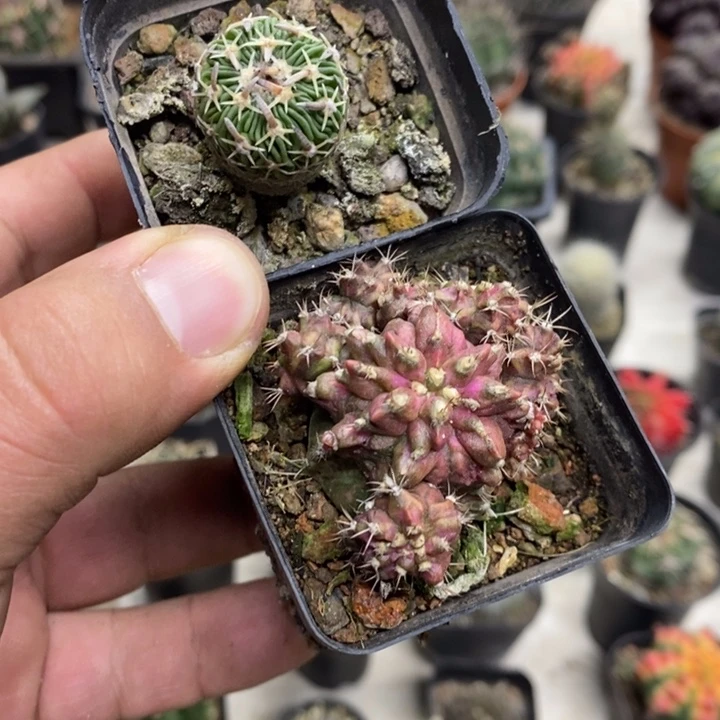 太刀岚海神2颗特价福利