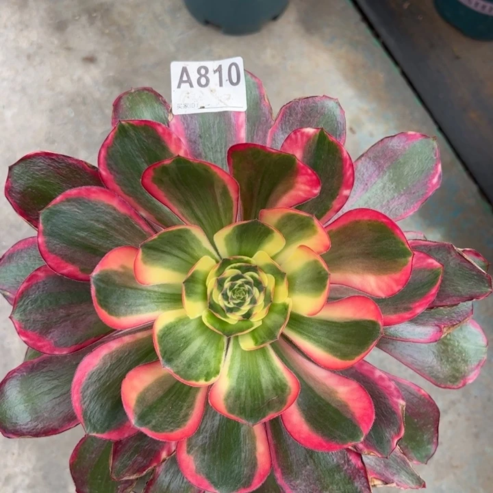 810红魔女多肉25厘米左右