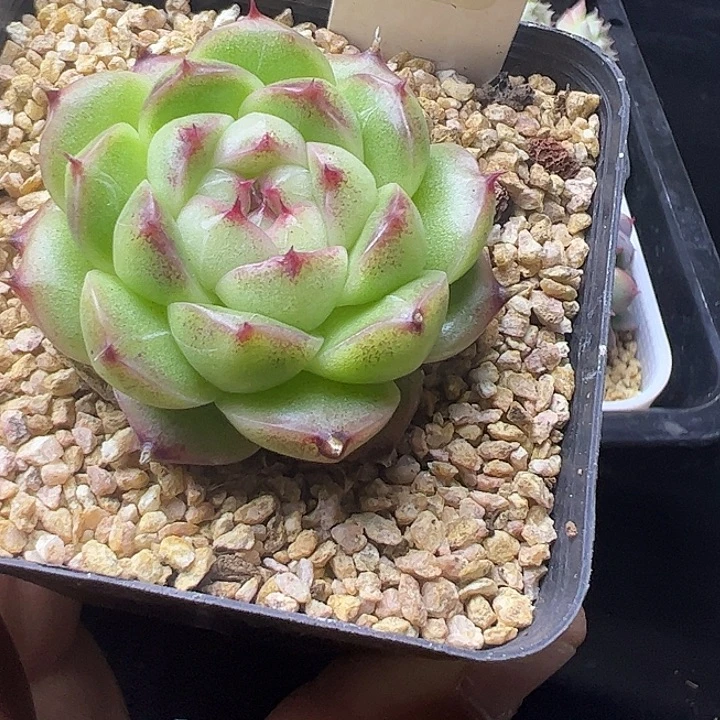 白心麦秆单头111111