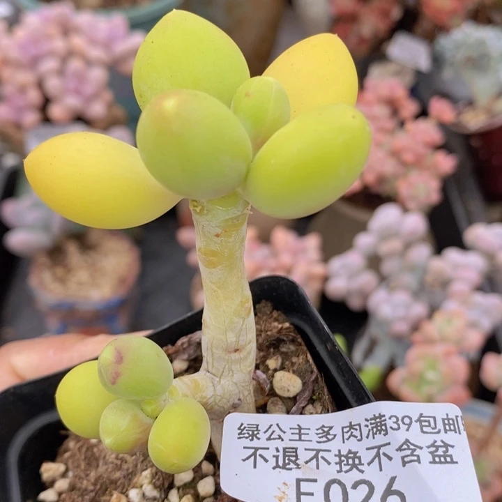 芒果奶026多肉植物