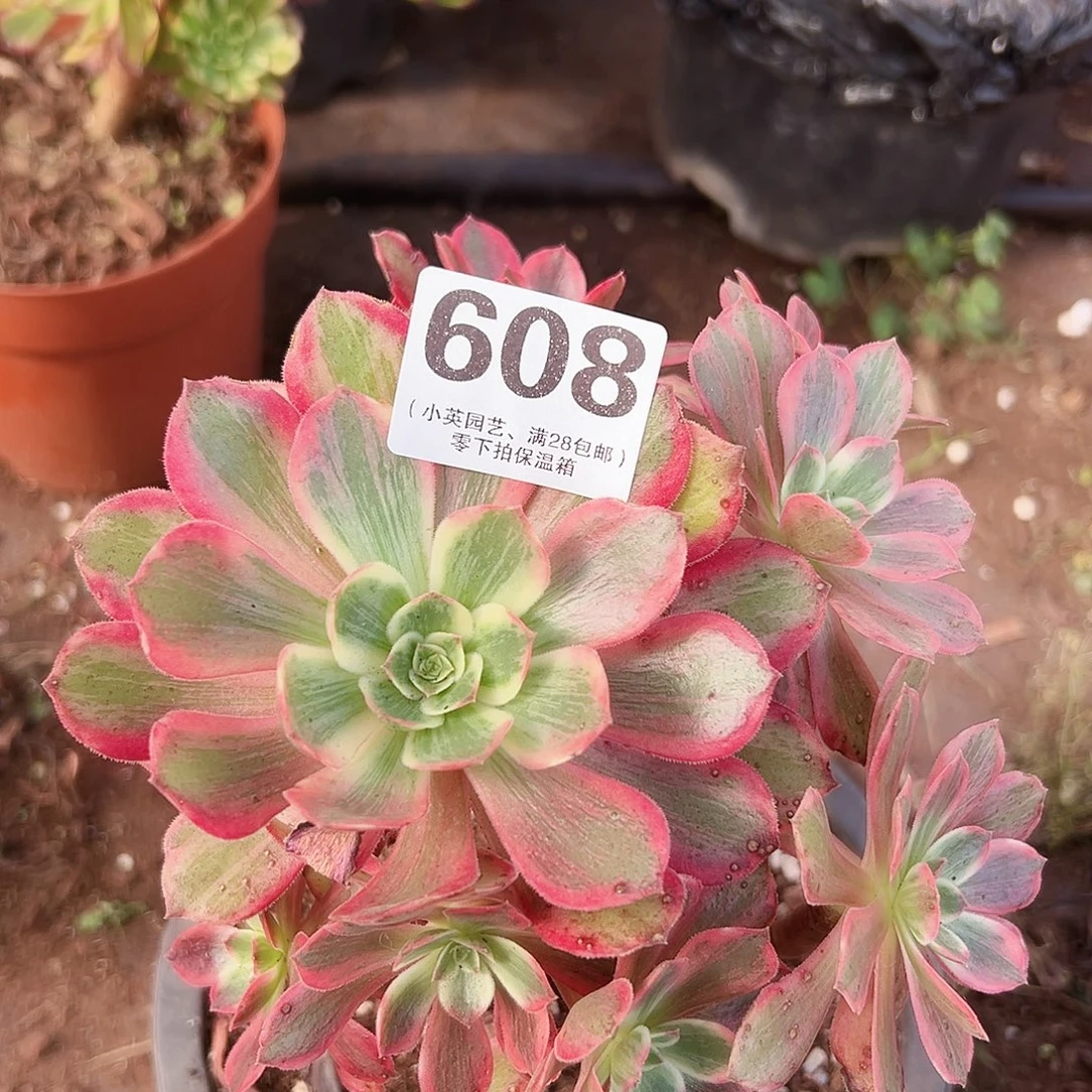 多肉植物多肉植物608