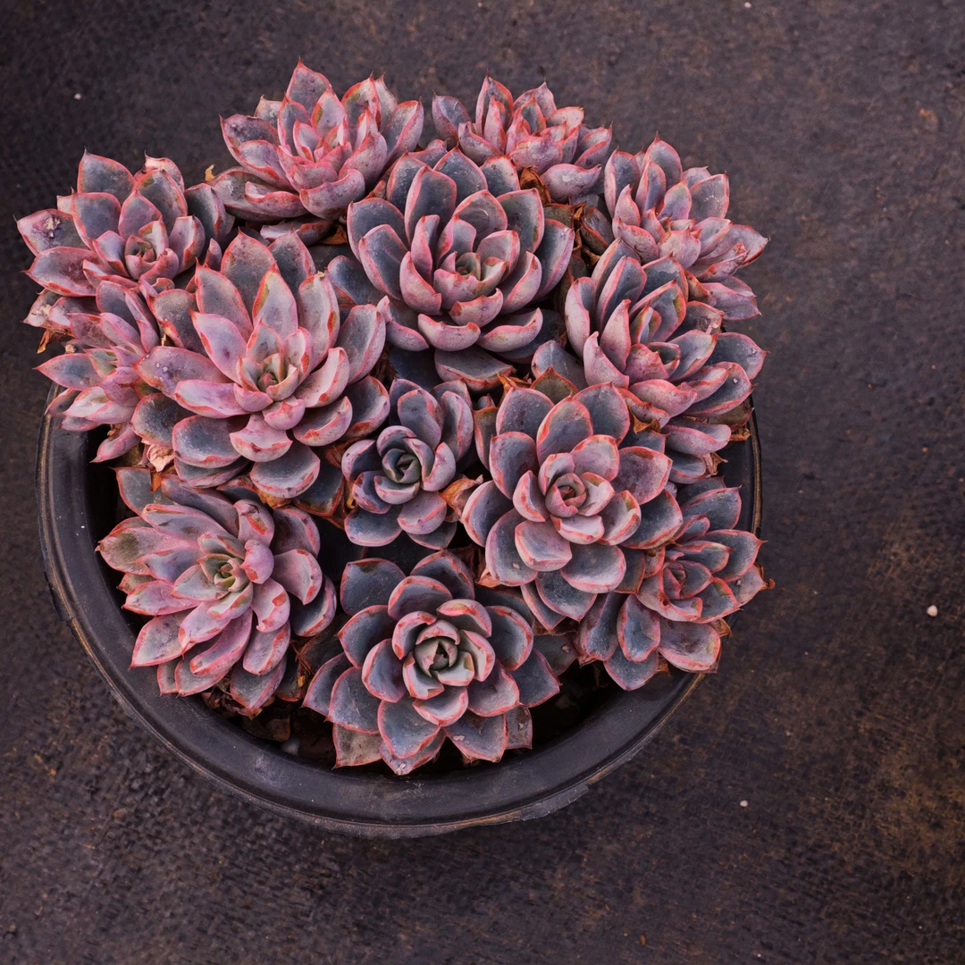 赫拉180#KY  精品多肉 好看好养新手闭眼入 一单也包邮