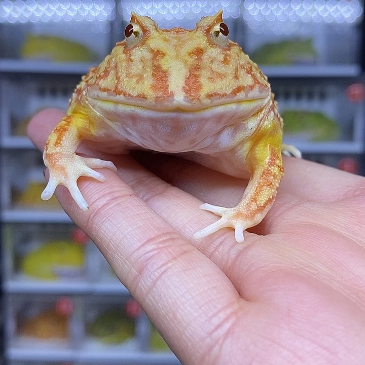 特价秒杀一切顺利