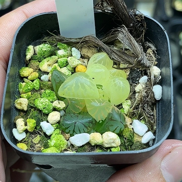 112红太阳玉露锦头家多肉十二卷