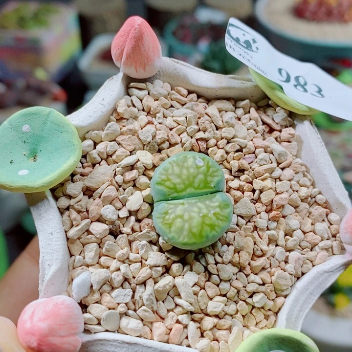 生石花花花花花花花983