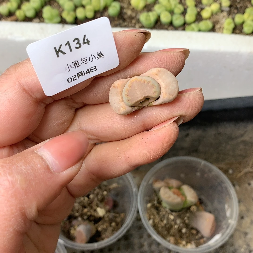 K134多肉植物保护研究所