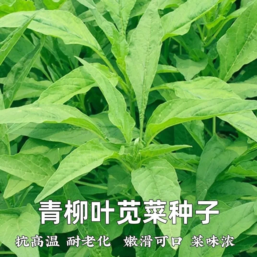 青柳叶苋菜种子抗高温耐老苋菜种子速生耐湿耐寒耐肥四季蔬菜种籽