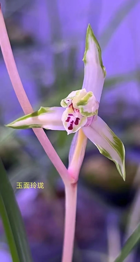 莲瓣兰直播间兰花改价无机专拍链接神木兰七彩丹霞兰花盆栽花卉